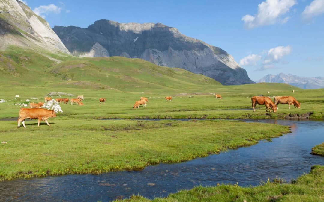 Peer-Reviewed Study: Synergraze Reduces Grazing Cattle Emissions by Nearly Three-Quarters
